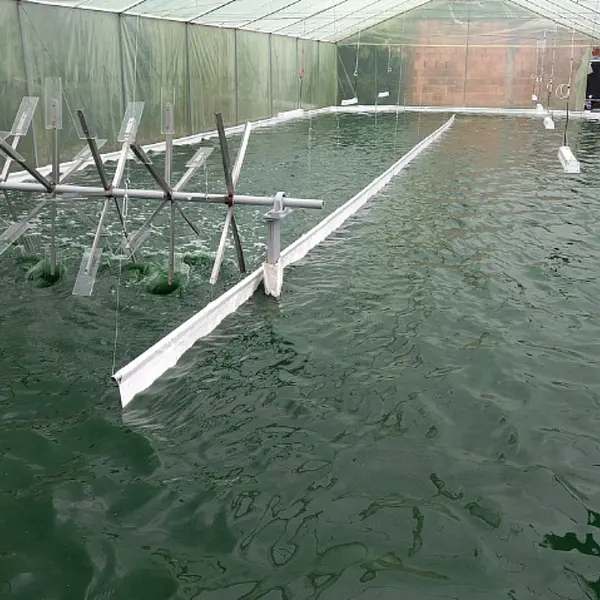 Conoce sobre la Spirulina